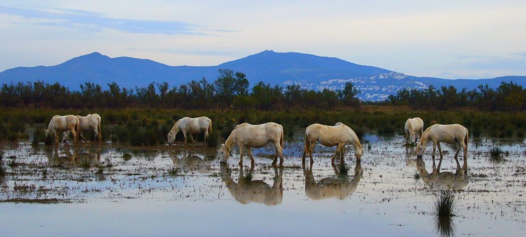 Le parc naturel des Aiguamolls